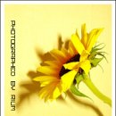 행운꽃 - 안양시 만안구 양화로 5 | 행운꽃