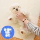 타임펫 | 🐾우다다 타임도 안심! 디팡 4mm 펫 미끄럼방지 러그형 매트 솔직 후기!