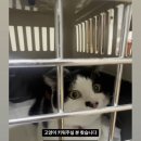 반냥트리 이미지