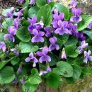 오늘의탄생화-(1월8일) 🌸 보랏빛제비꽃(purple Violet) 이미지