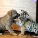 하룻 강아지 이미지