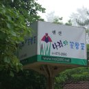 나리와꽃창포 Daum카페
