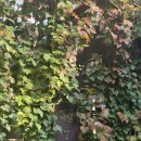 초롱마을 | 전주숙소 한옥마을 다락 한옥게스트하우스 꽃초롱 숙박 후기