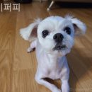 착한퍼피 이미지