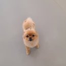 강아지유치원CAREDOGS
