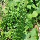 입암농장 이미지