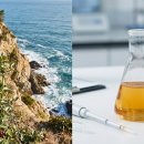 국립산림과학원
산림바이오소재연구소 | 잡초인 줄 알았던 보리밥나무, 알고 보니 천만 탈모인을 구할 '동조'였다니?