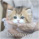 폴캐터리 | 광주 고양이 입양조건 접힌 귀 스코티쉬폴 첫눈에 반했어요