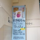 냥이와 양이 이미지