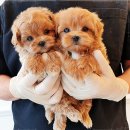 러브독 | 광주 우산동 강아지분양 아이러브독 광주점 방문후기