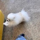 뽀샤시 펫살롱 이미지