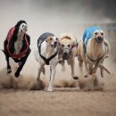 Fast Run 이미지