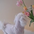 향동애견미용 이미지