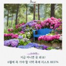신례동로 | 지금 아니면 못 봐요! 6월에 꼭 가야 할 지역 축제 리스트 BEST4