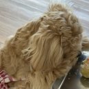 명랑한도그 이미지