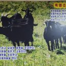 어매보신탕 이미지