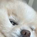 멍냥이 공작소 이미지