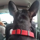 펫미업 | 반려견 전용 택시 이용 후기- 펫미업