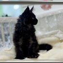 쿤 | 용산 메인쿤입양 성공 후기랍니다