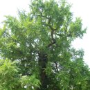 솔밭지 | 영동 천태산(天台山) 산행기('09.7.5)