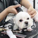 수 애견미용 이미지