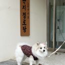 구만경로당 | 쁘띠하루 강아지 할매조끼 입으니 귀여움이 두 배!