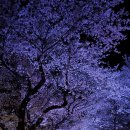 경주 흥무로 벚꽃 터널의 환상적인 야경 - 펌 이미지