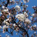 어제.. 4월3일 강릉 경포대 벚꽃 개화 현황입니다. 이미지