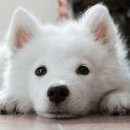 우리들의 댕댕이 이미지