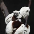 몽키댄스 이미지