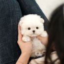 울산 강아지분양 미유펫 네이버블로그