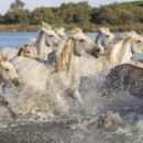 무수목장 이미지