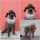 멍뭉이발소 이미지