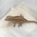 (주)크레푸드 이미지