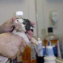 목욕하는고양이