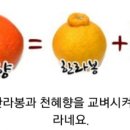 황금향 이미지