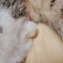 정겨운동물병원 | [장성 옐로우 동물병원] 고양이 중성화 과정/경과/성격변화