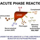 급성기 반응 수치(acute phase reactants); 염증수치? 이미지