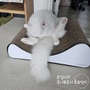 그루밍루나 이미지