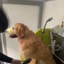 향기롭개 이미지