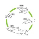 링스호인개발;호인화물 | [신규 발효 협정 분석] 한-에콰도르 SECA -2 (원산지상품, 완전생산기준(WO))