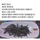 첫눈이 오면 더 맛있는 설화홍 분양합니다~ 이미지