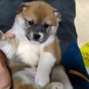 마메르시 이미지