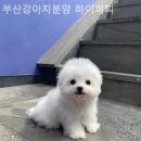 부산강아지분양 하이퍼피 이미지