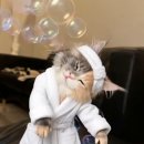 🐶 초보도 OK! 필모라로 ‘동물 영상’ 뚝딱 만드는 법 (템플릿 끝판왕)