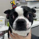 참조은 동물병원 이미지