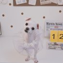 알콩달콩 애견미용실 이미지