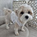 로얄 펫살롱 이미지