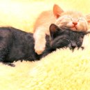 개와 고양이 이미지