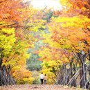 마로니에길 Daum카페